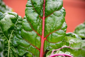 Are Collard Greens high in Protein?