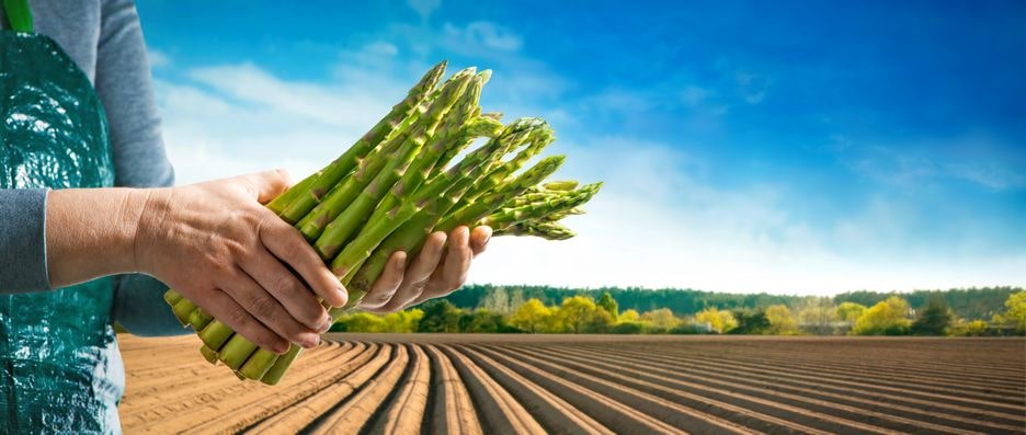 Asparagus and its' high nutrient value