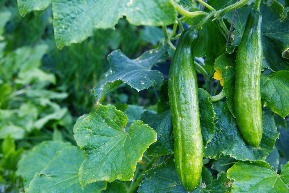 Cucumber