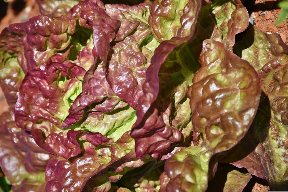 Red Leaf Lettuce 