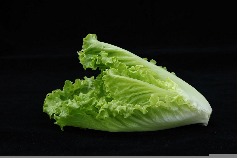 Romaine Lettuce 